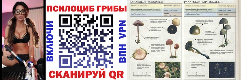 закладки  KRAKEN ССЫЛКА  Галлюциногенные грибы прущие грибы  Сегежа 